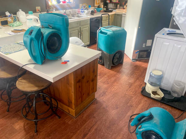 Best Mold removal after water damage  in Avon Park, FL